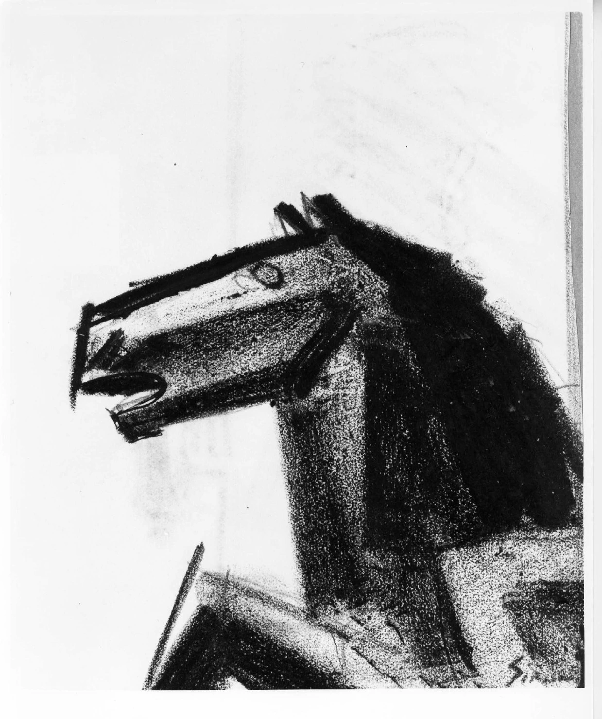  221-testa di cavallo -Museo di Castevecchio-Verona 